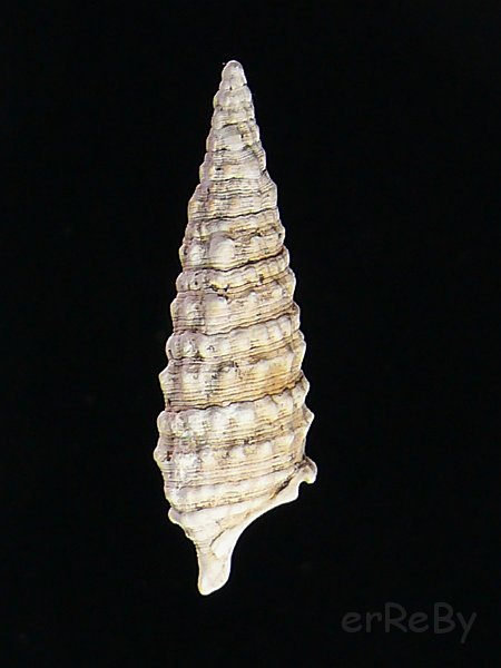 Cerithium vulgatum (Bruguiere, 1792).JPG